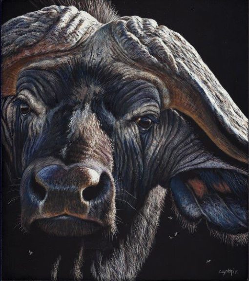 8x9 giclee prints, Buffalo Gaze by artist Cynthie Fisher, Fine Art Prints