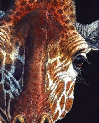 12x6 giclee print, Giraffe Gaze by artist Cynthie Fisher
