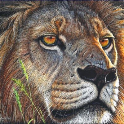 8x9 giclee prints, Lion Gaze by artist Cynthie Fisher