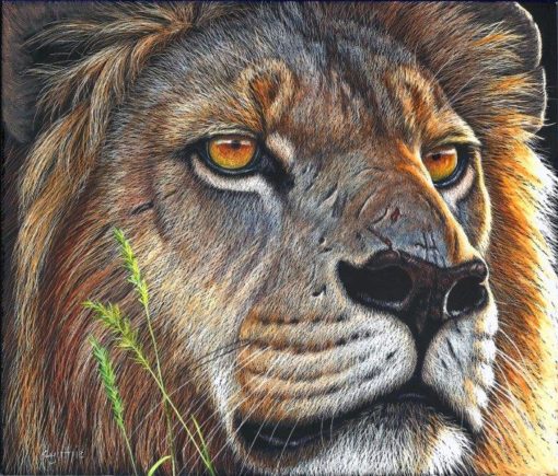 8x9 giclee prints, Lion Gaze by artist Cynthie Fisher